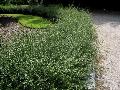 Variegated Serissa / Serissa foetida 